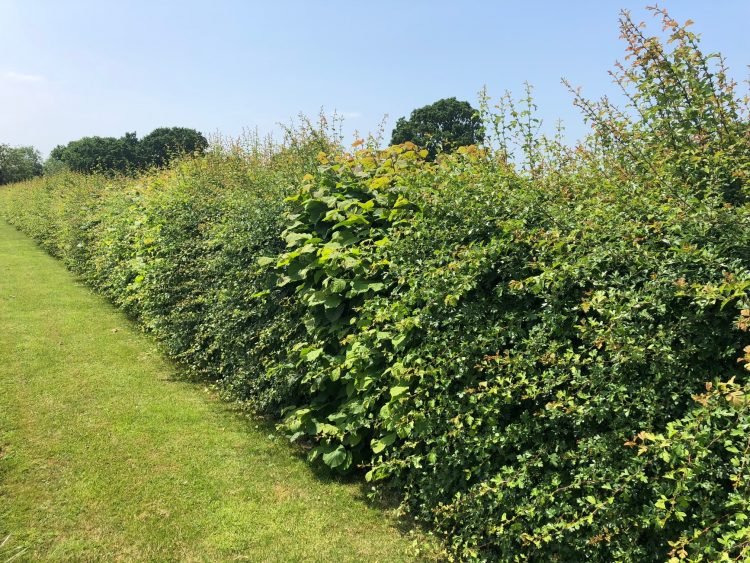 Mixed native hedgerow