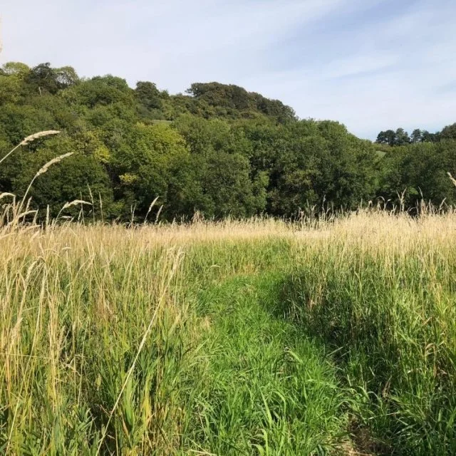Long grassland