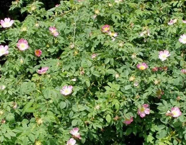 Rosa cania (Dog rose)
