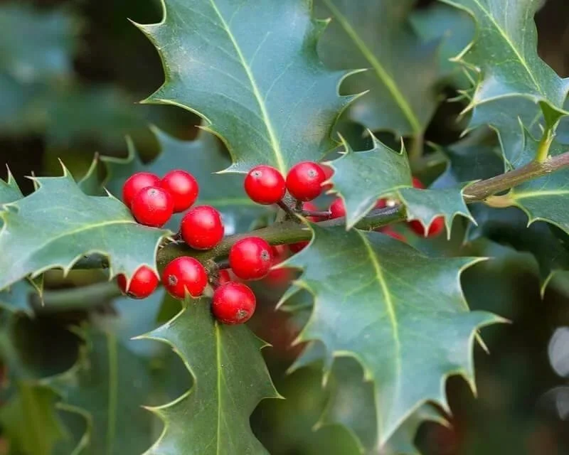 Ilex aquifolium (Holly)