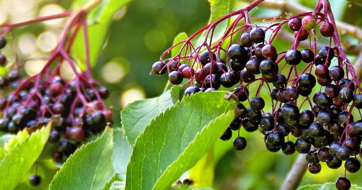 Sambucus nigra (Elder)