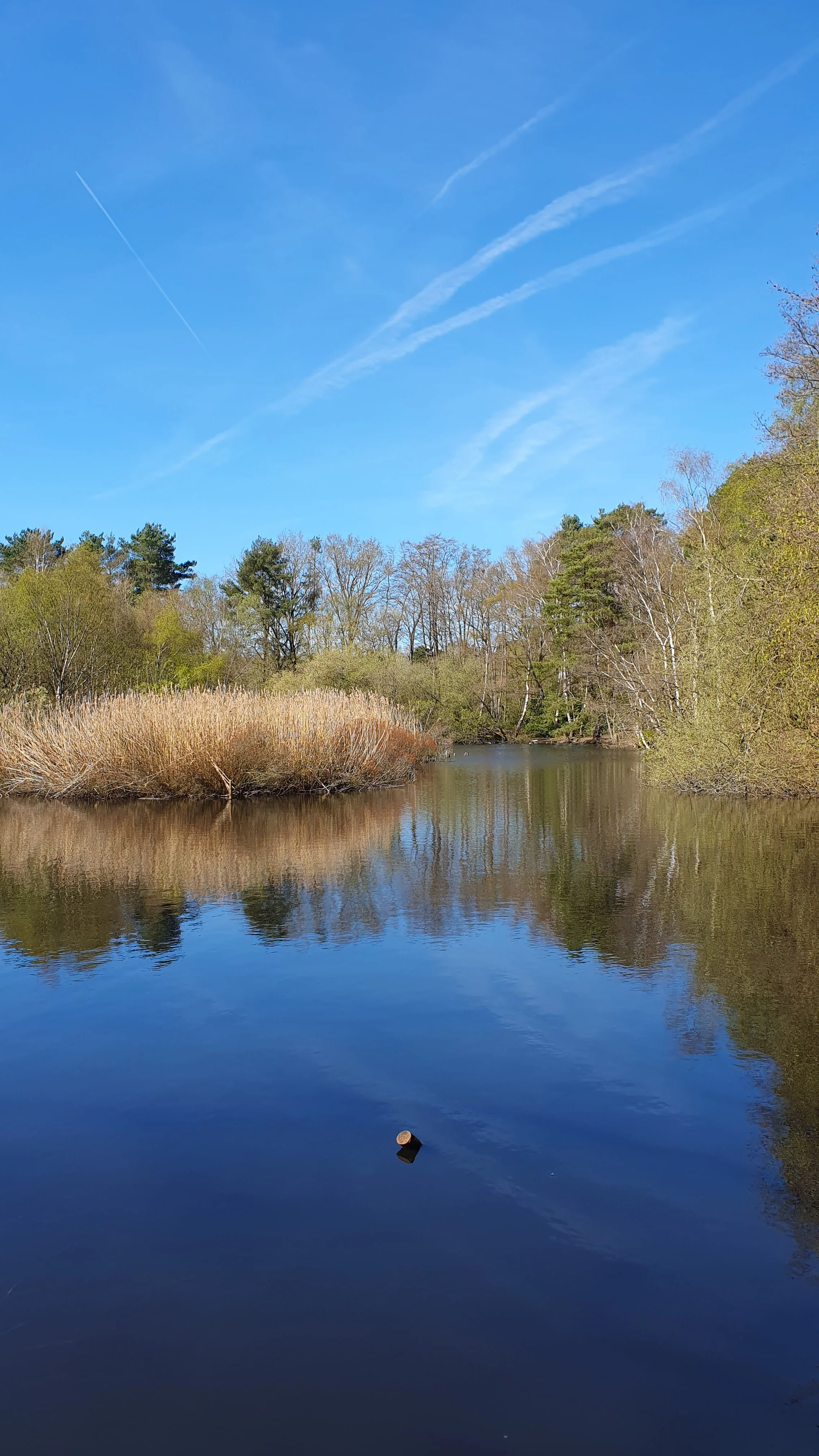 The Best Free Outdoor Family Photo Locations Near Camberley (That Your Kids Will Actually Enjoy)