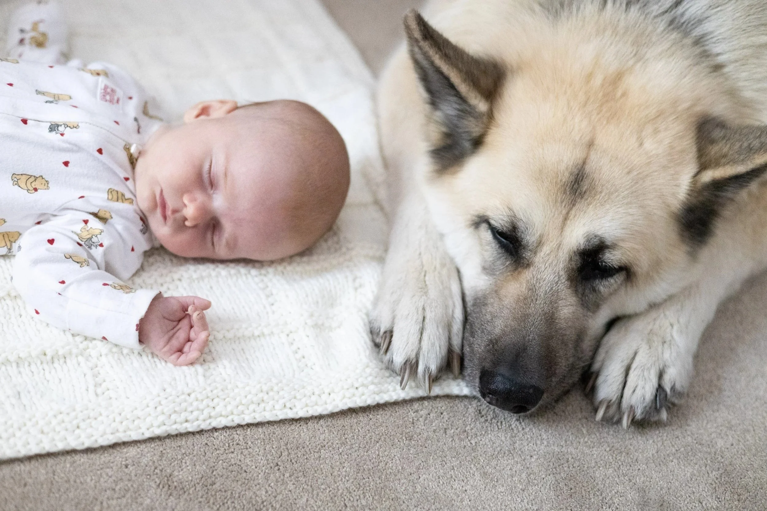 Newborn baby lying next to family dog on white blanket during in-home photography session in Surrey