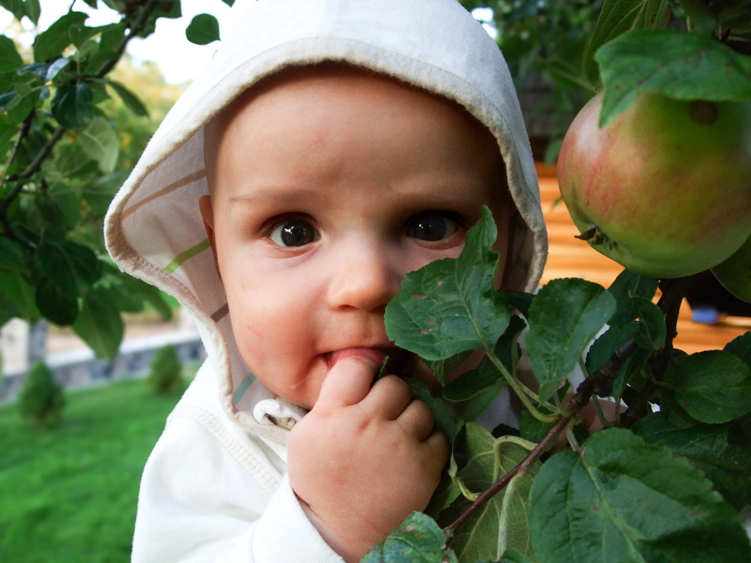 A candid, natural light photograph of a curious baby holding a green leaf next to a fresh apple during an outdoor lifestyle session.