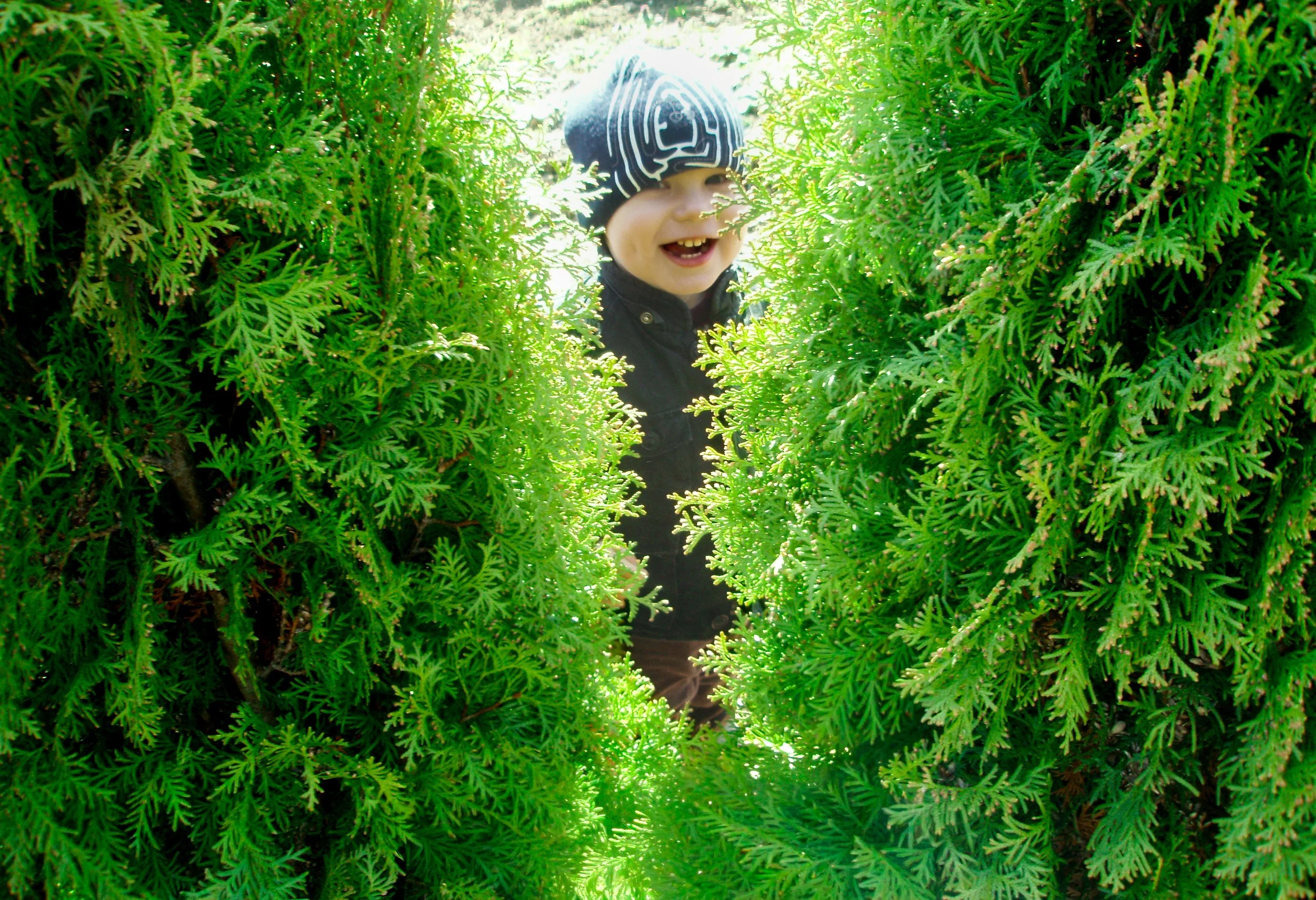 A candid, joyful outdoor portrait of a young boy hiding between two green bushes and laughing during a playful game.