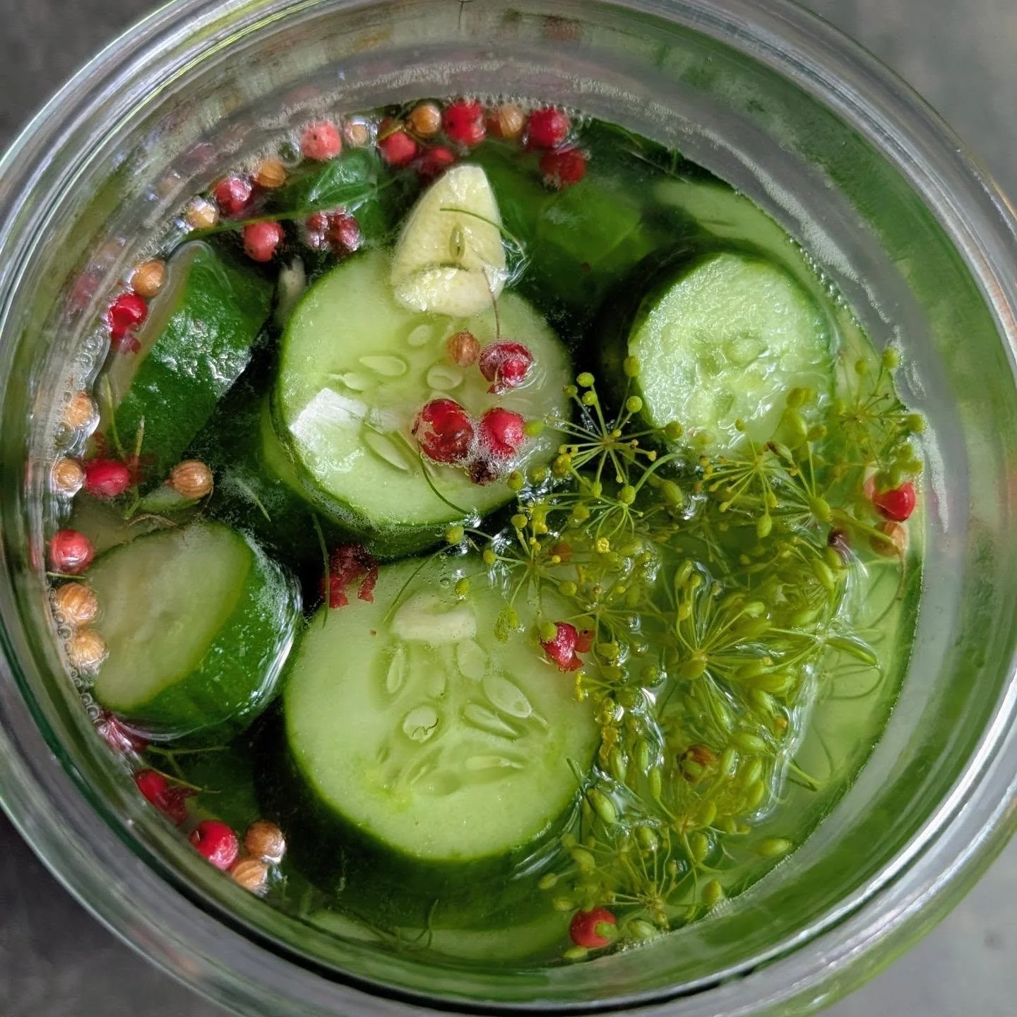 I've landed on the perfect half-sour quick pickle (for me). It needed more pink 🩷:

- 1 or 2 just-picked cucumber 
- 1 cup icy cold well water 
- 1 tbsp white vinegar 
- 1 tbsp Himalayan pink sea salt 
- 1 tsp pink peppercorns
- 1 tsp coriander seed
