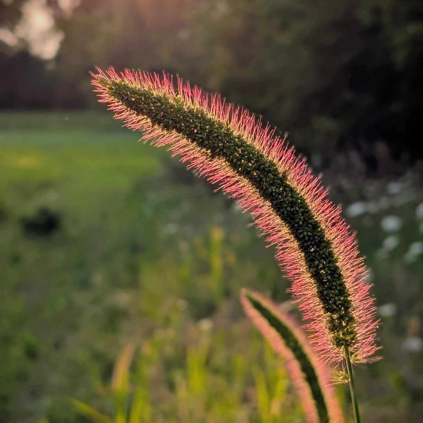 Sunset at Macon Creek and the electric fuzzies are doing their magical thing 🌾🪄😮 isn't nature grand?