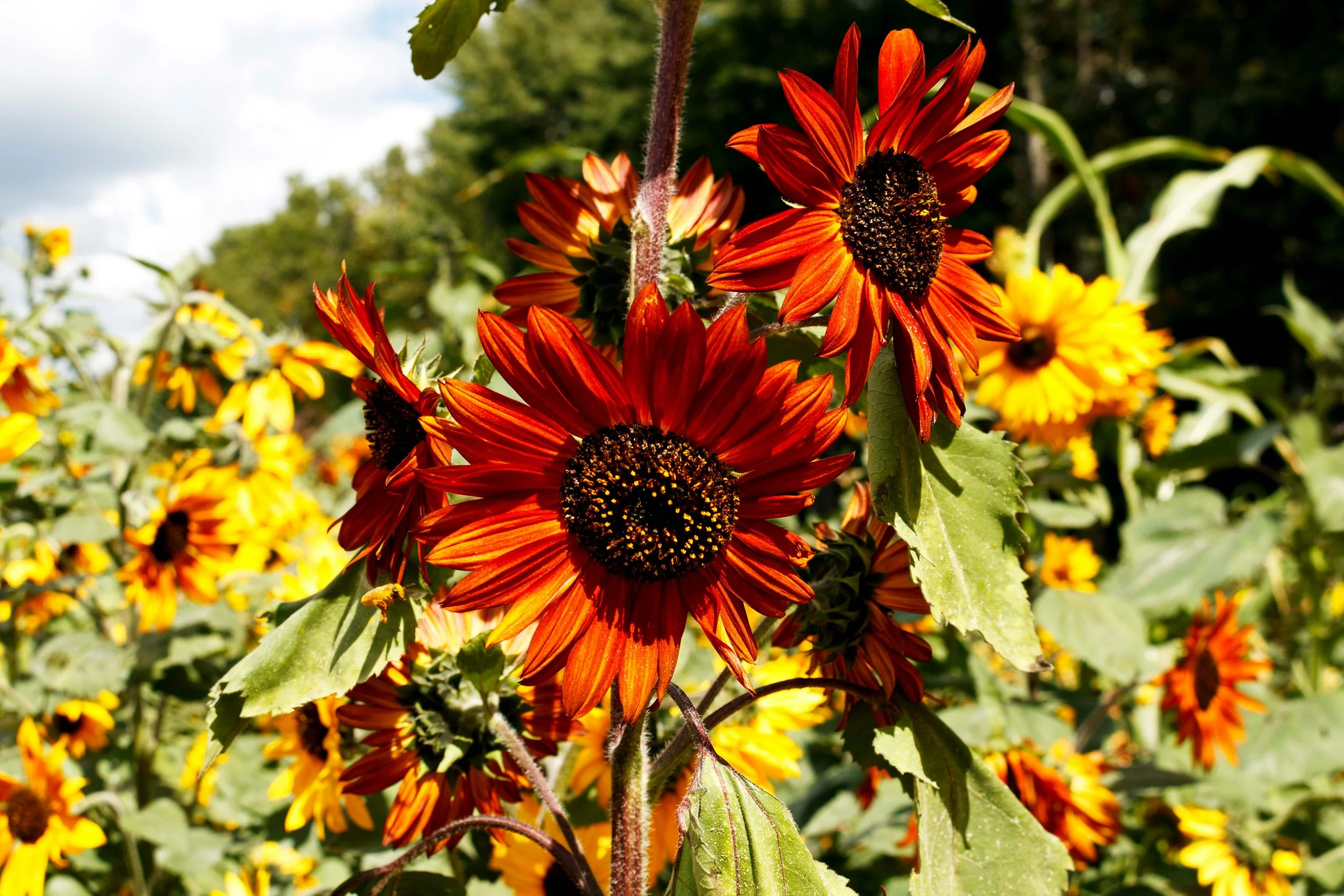 Close-up of orange and red sunflowers with dark centers, surrounded by green leaves and a natural outdoor background.