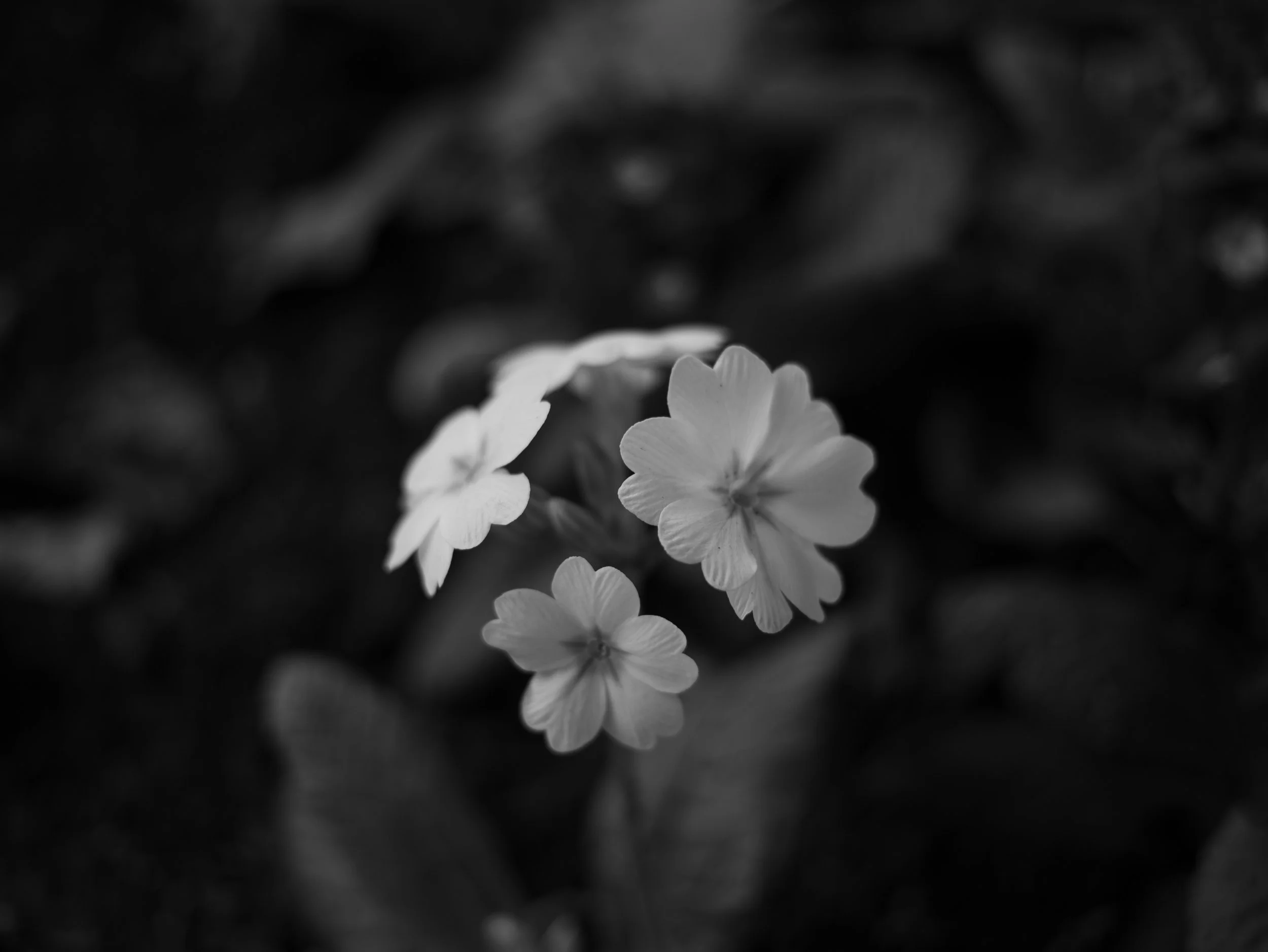 DSC09856.jpg