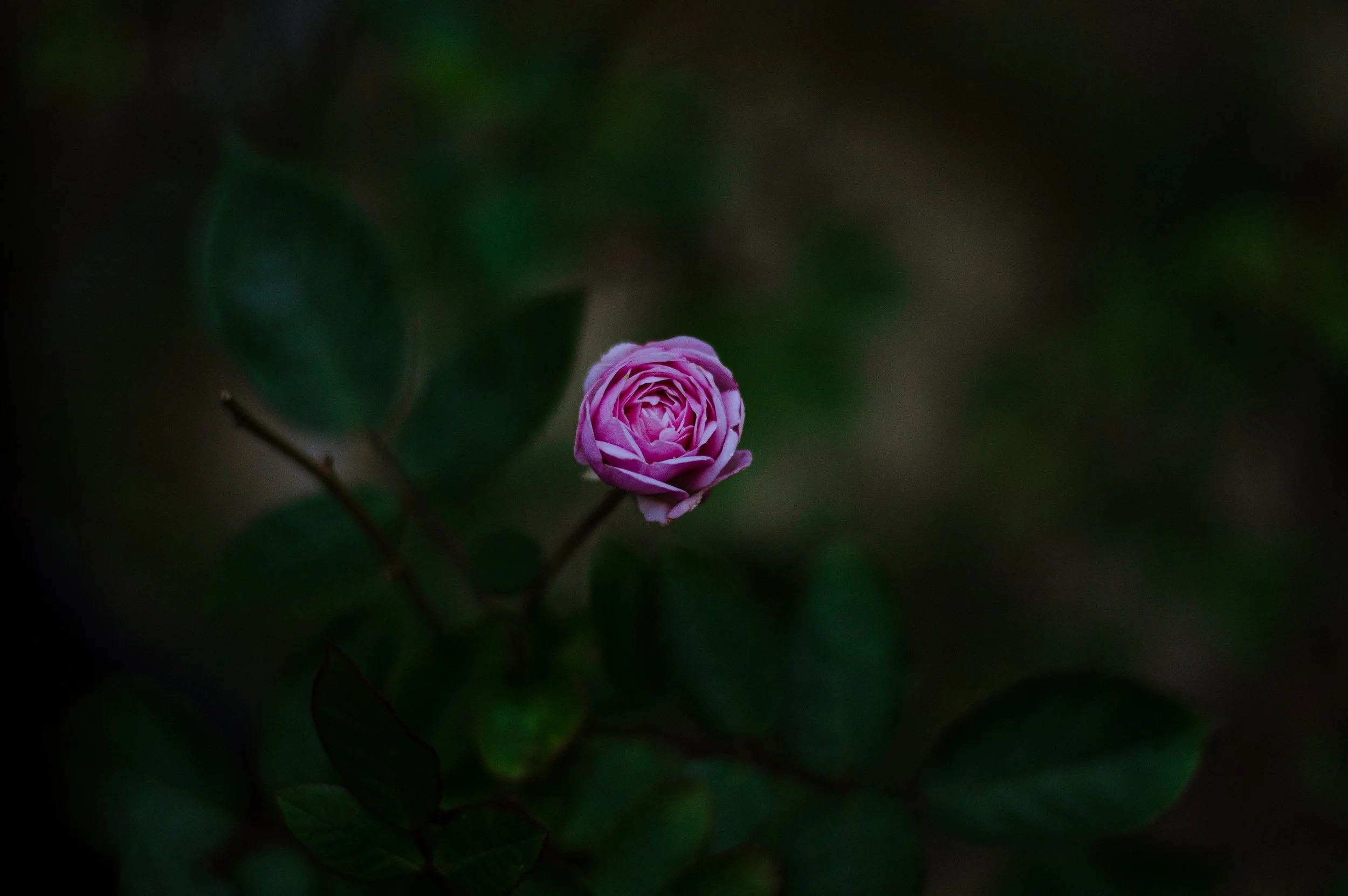 DSC_0225.jpg