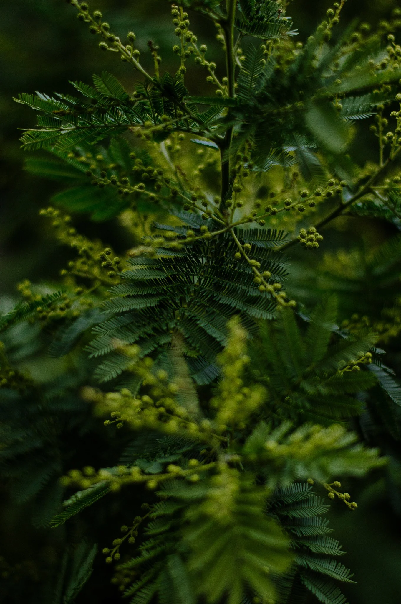 DSC_0252.jpg