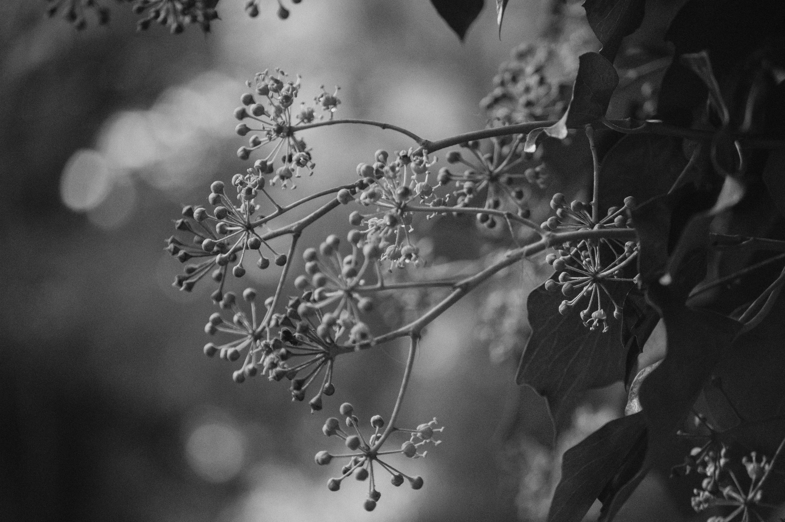 DSC_1470.jpg