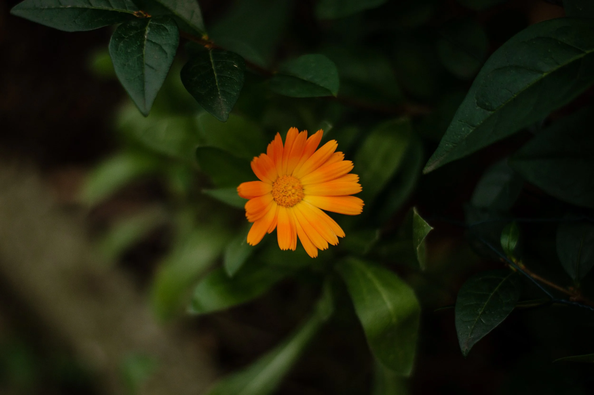 DSC_0246.jpg