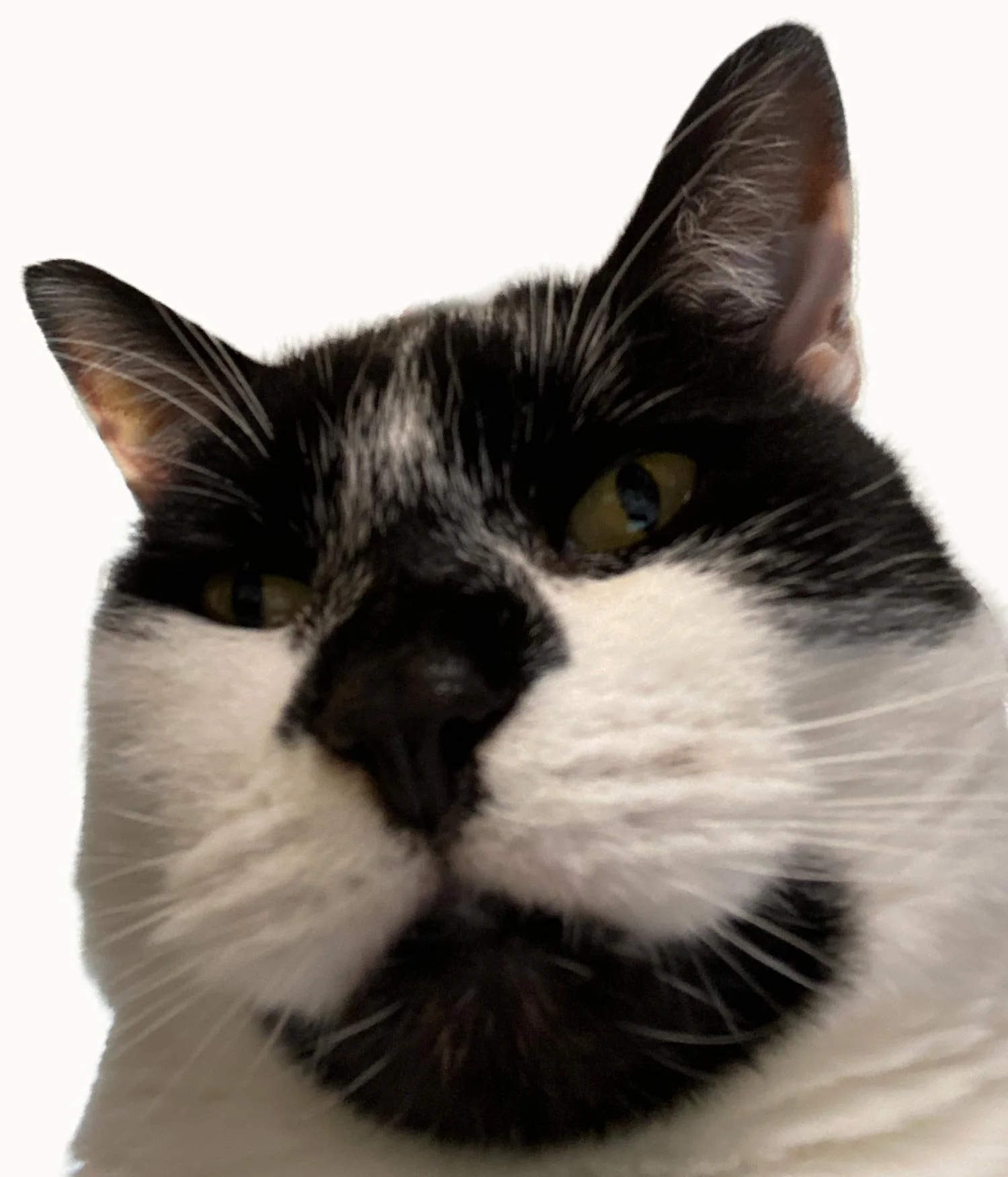Error 404 cat