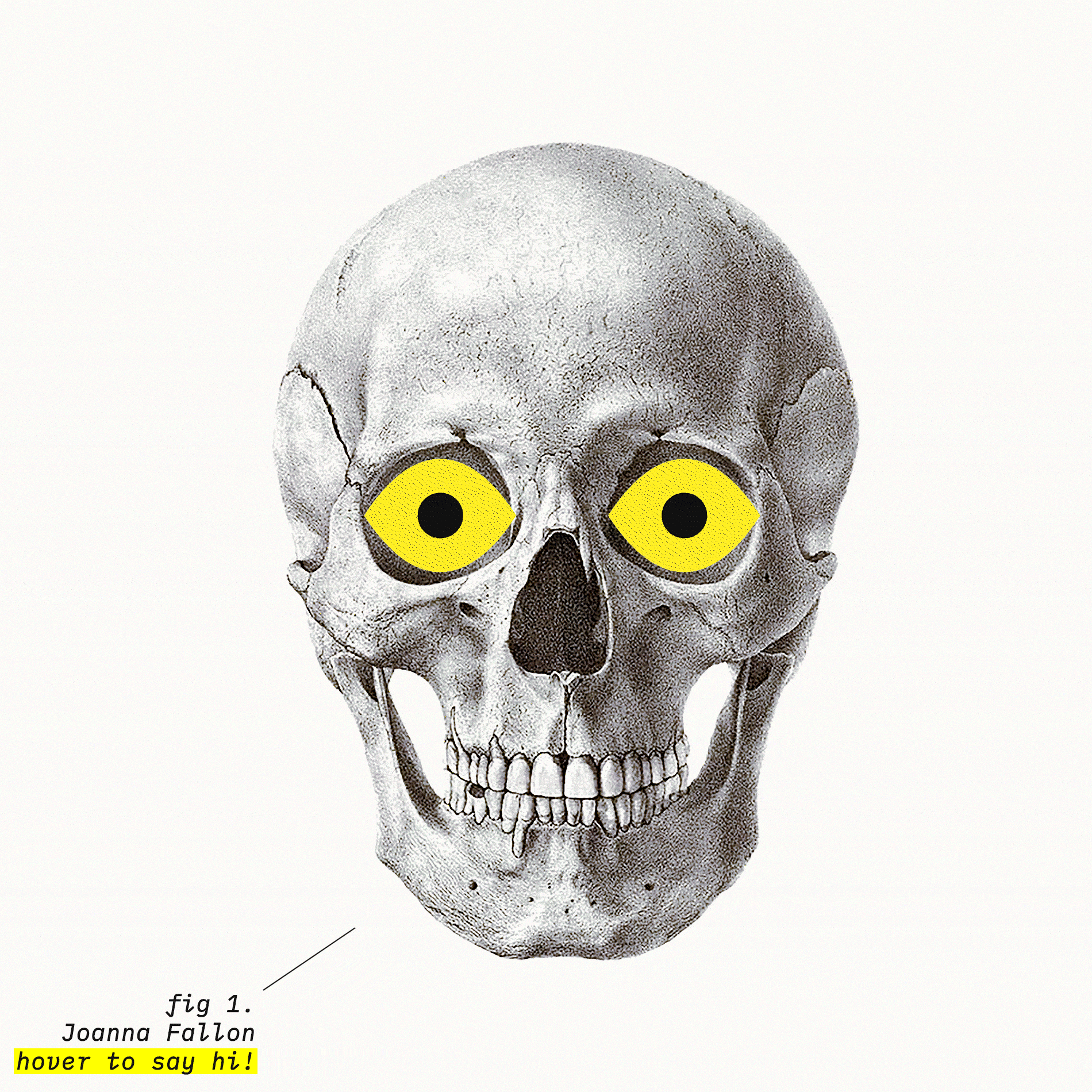 Joanna Fallon Studio skull