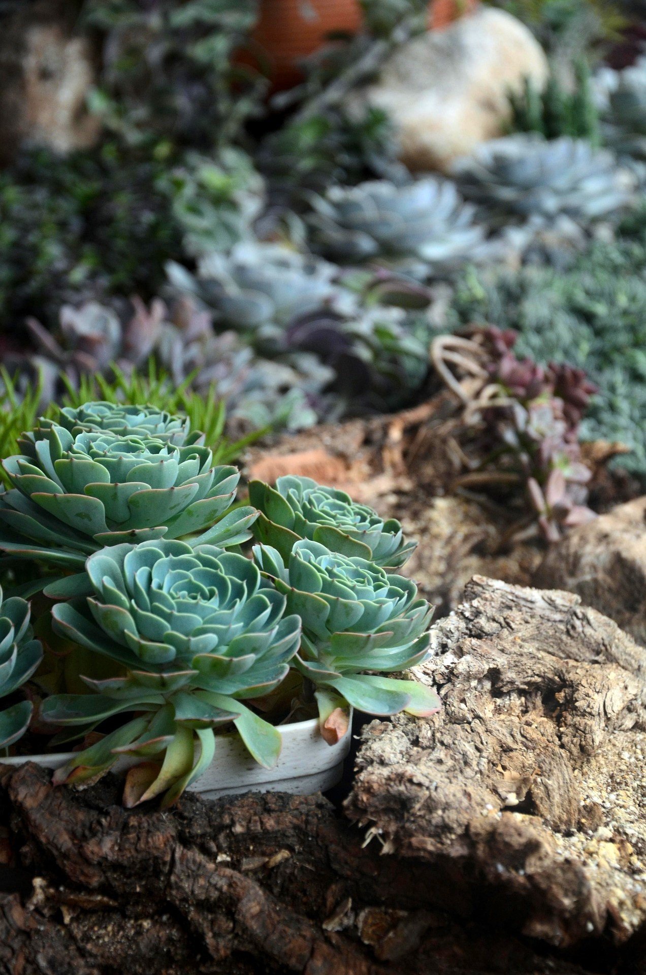 Close-up view of green succulents in a white pot on a rough, textured tree bark surface with other succulents and plants blurred in the background.