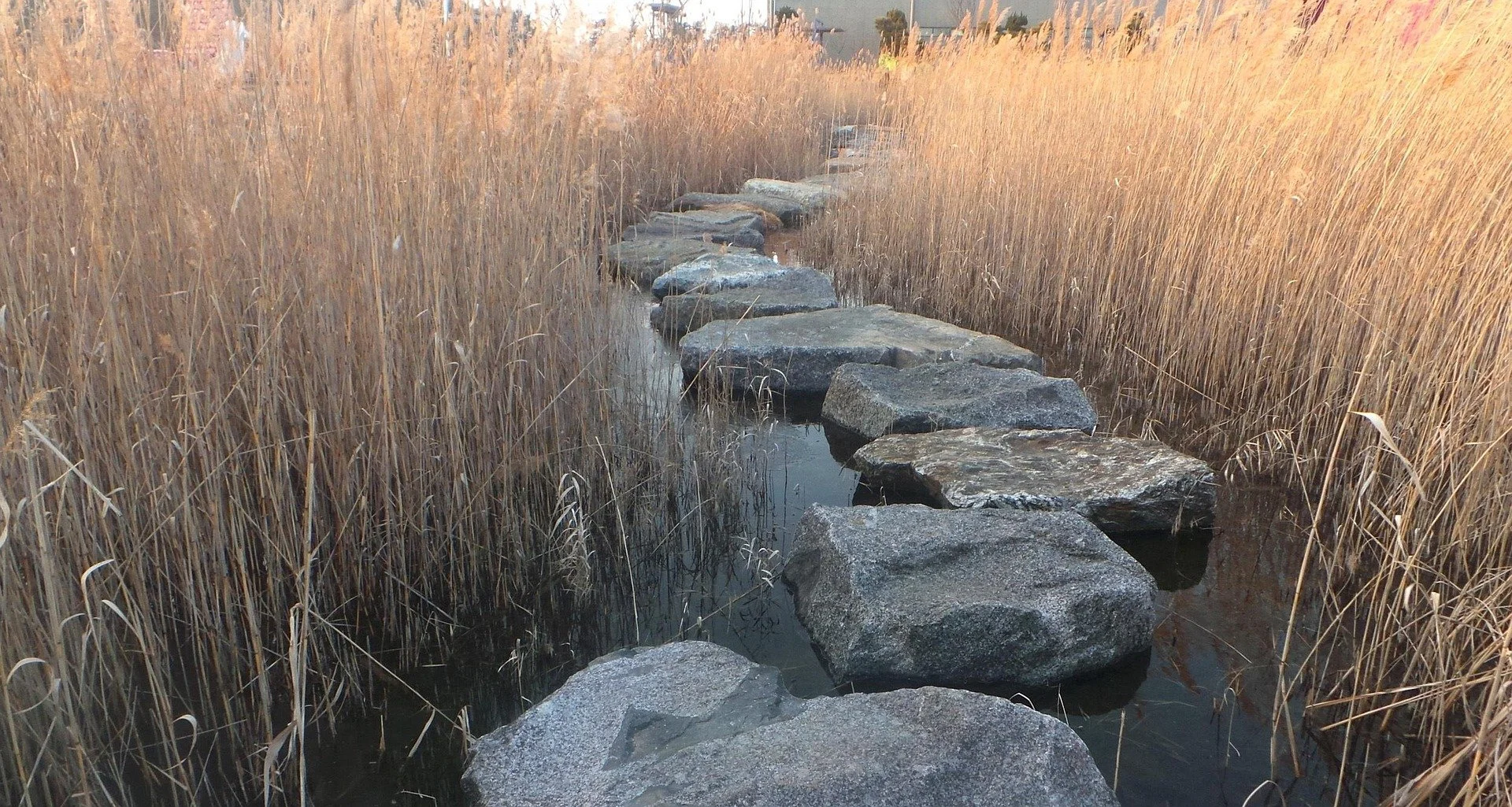 A stone pathway crossing through a narrow waterway surrounded by tall, golden-brown reeds.