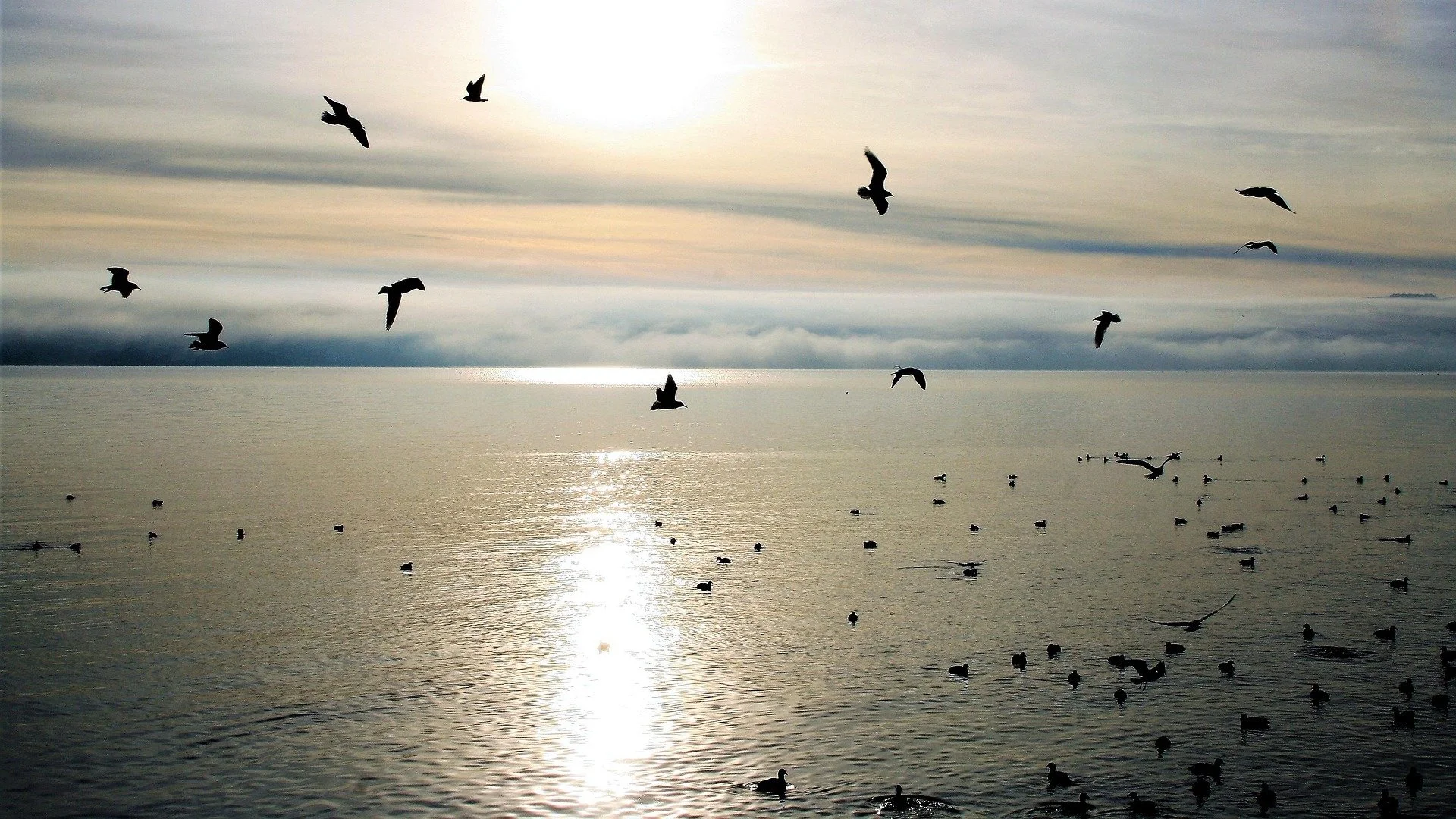 A view of a body of water with seagulls flying and floating, under a cloud-filled sky with the sun low on the horizon.