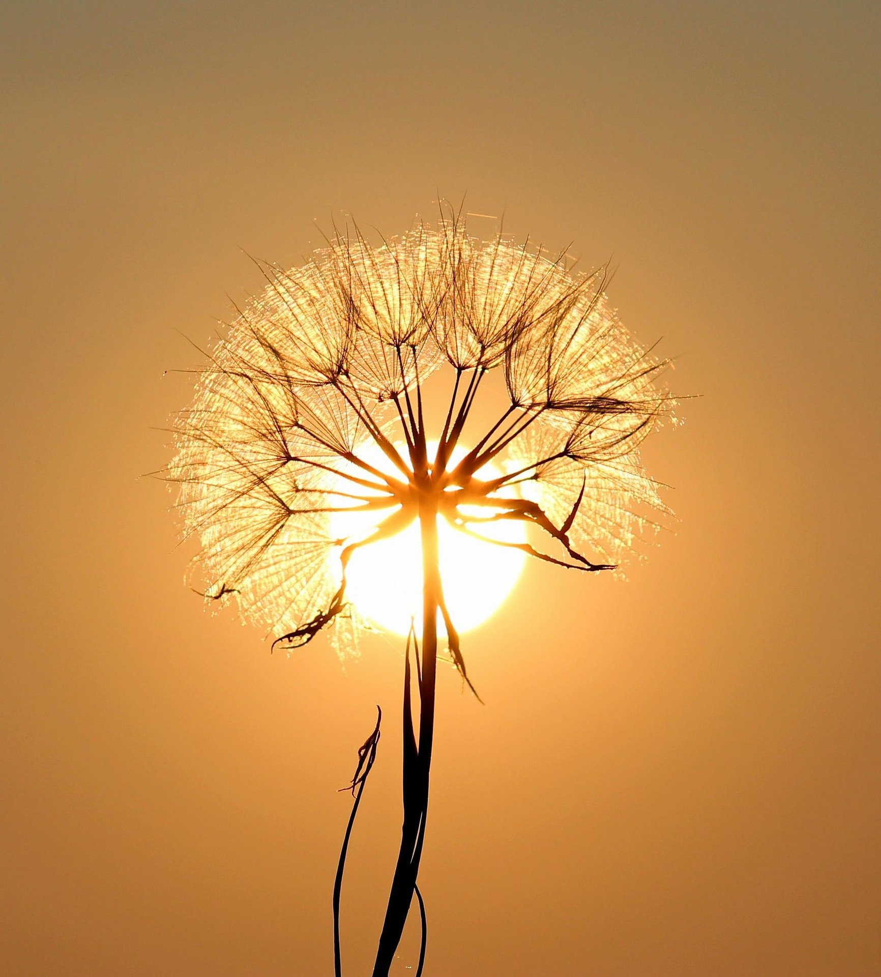 A silhouetted dandelion seed head against a warm, orange sunset sky with the sun positioned behind it, creating a glowing effect around the seed head.