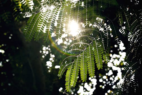 Sunlight shining through green fern leaves in a forest.