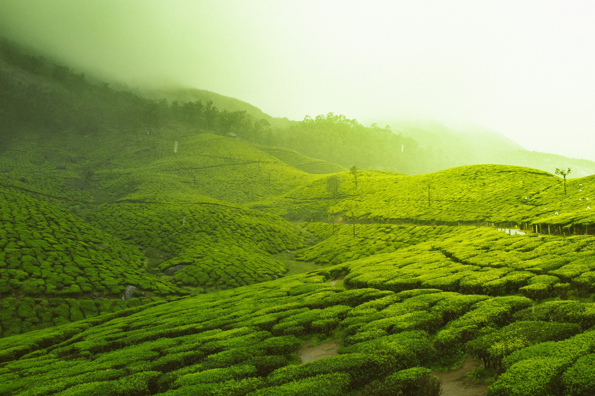 vivek-kumar-JS_ohjocm00-unsplash.jpg
