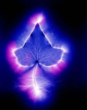 Feuille de lierre illuminée par des éclairs violets et bleus sur fond noir.