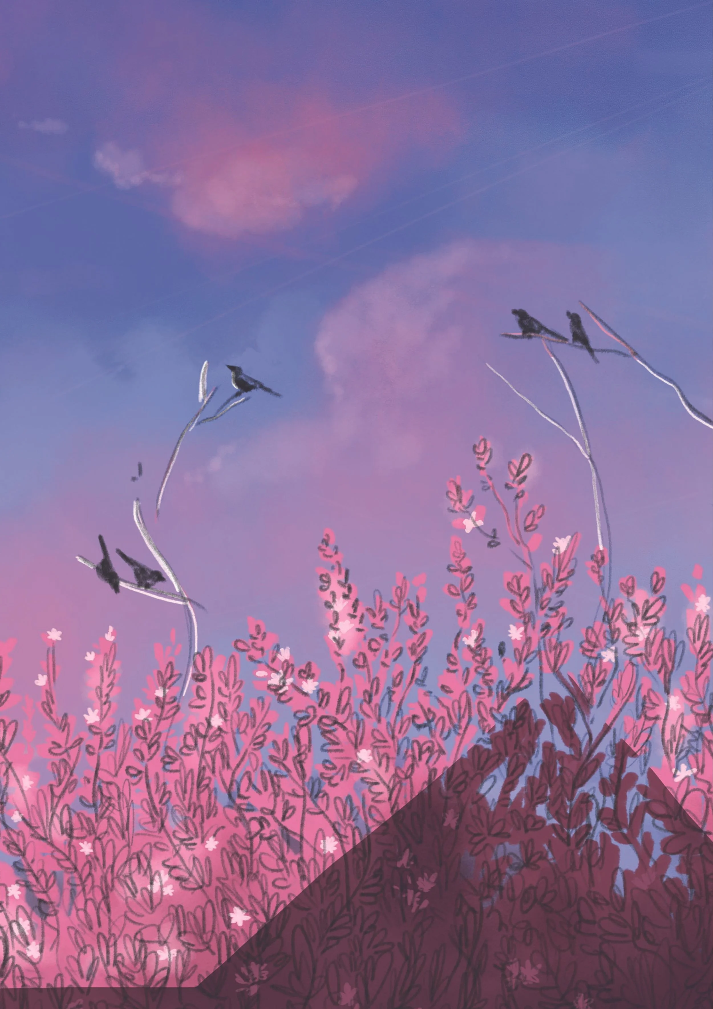 Mussen / Sparrows