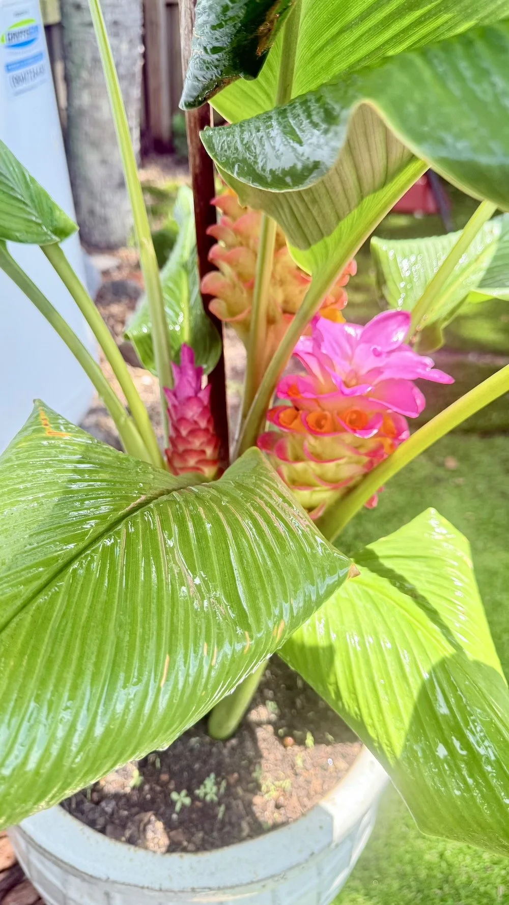 Close-up of a potted tropical plant with large shiny green leaves and bright pink, yellow, and orange flower clusters.