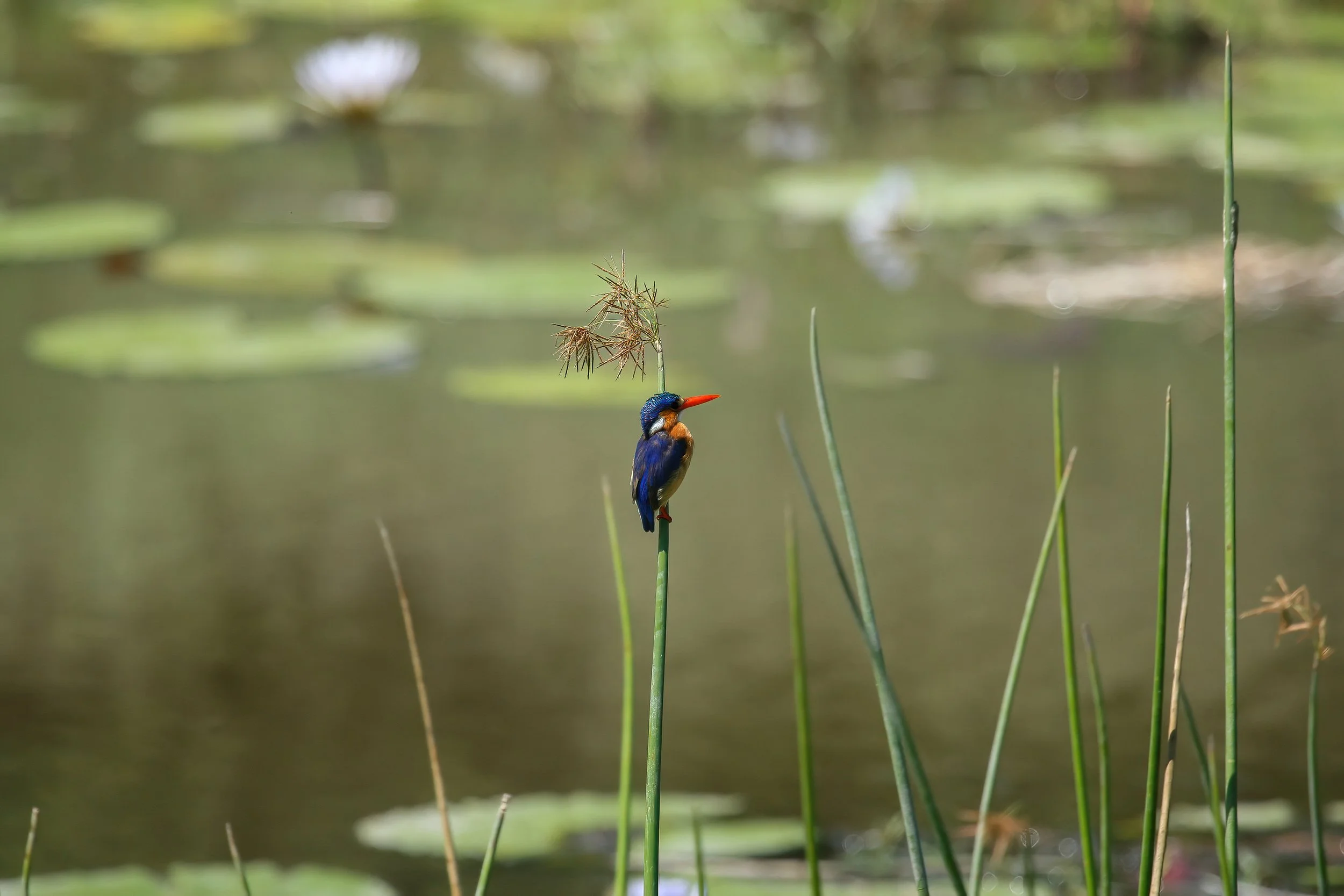 A colorful kingfisher bird perched on a tall reed in a pond surrounded by lily pads and reeds.