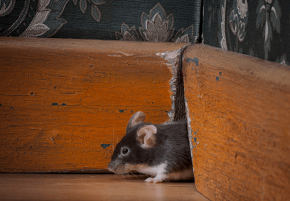 Small black and white mouse under a wooden piece of furniture.
