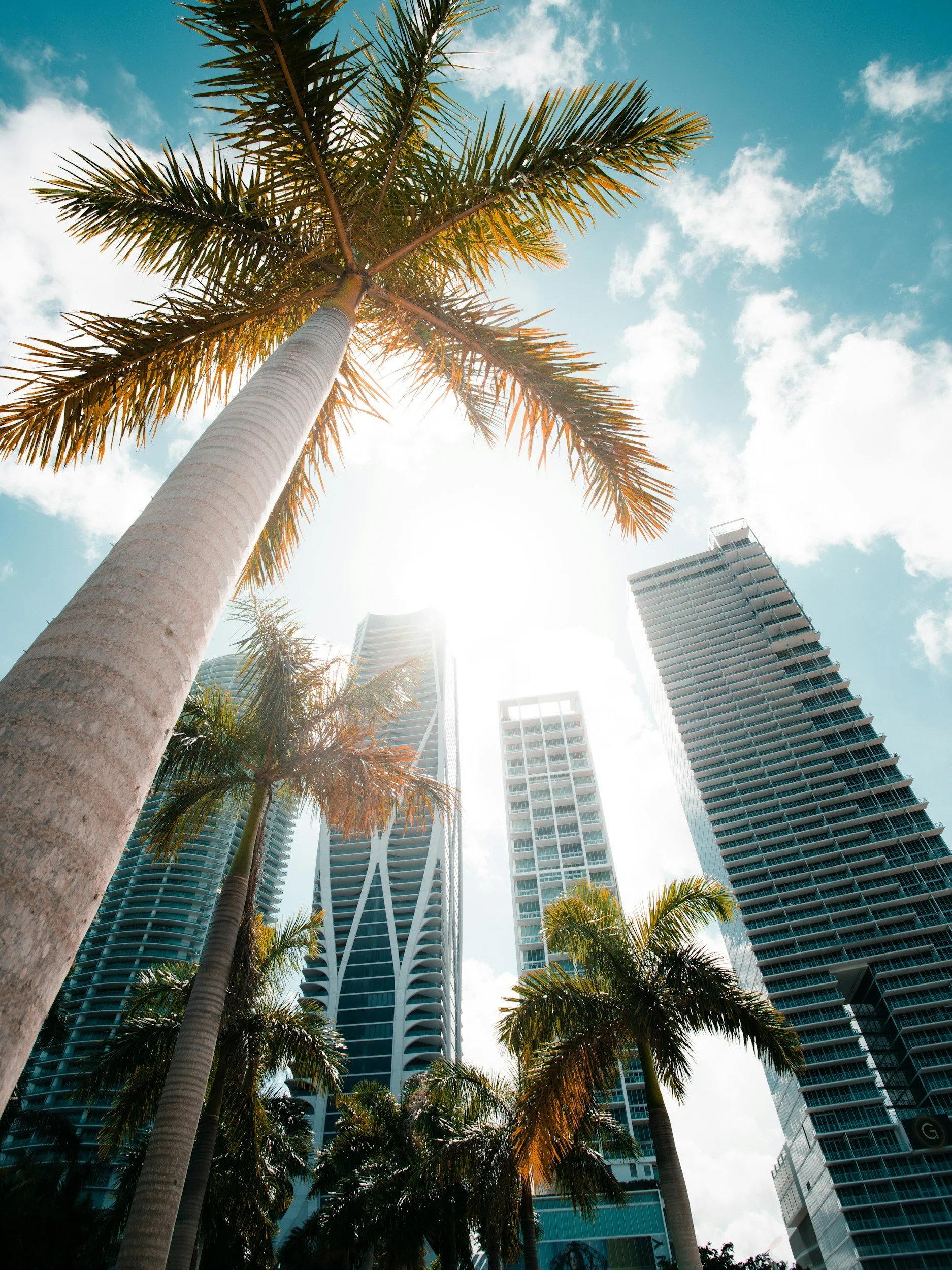 Tall palm trees in front of modern skyscrapers under a partly cloudy sky, with the sun shining through the leaves.