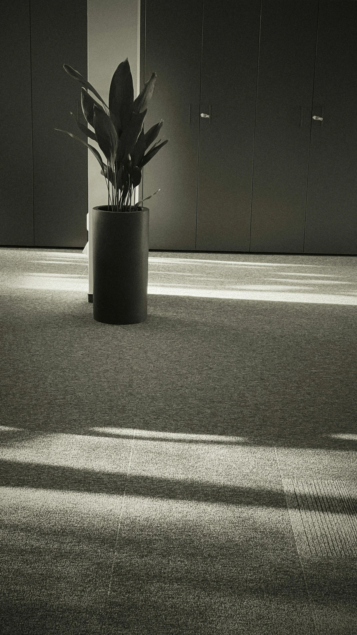 A potted plant with large, elongated leaves on a stand, positioned in front of dark cabinets, with shadows cast on the carpeted floor from sunlight.