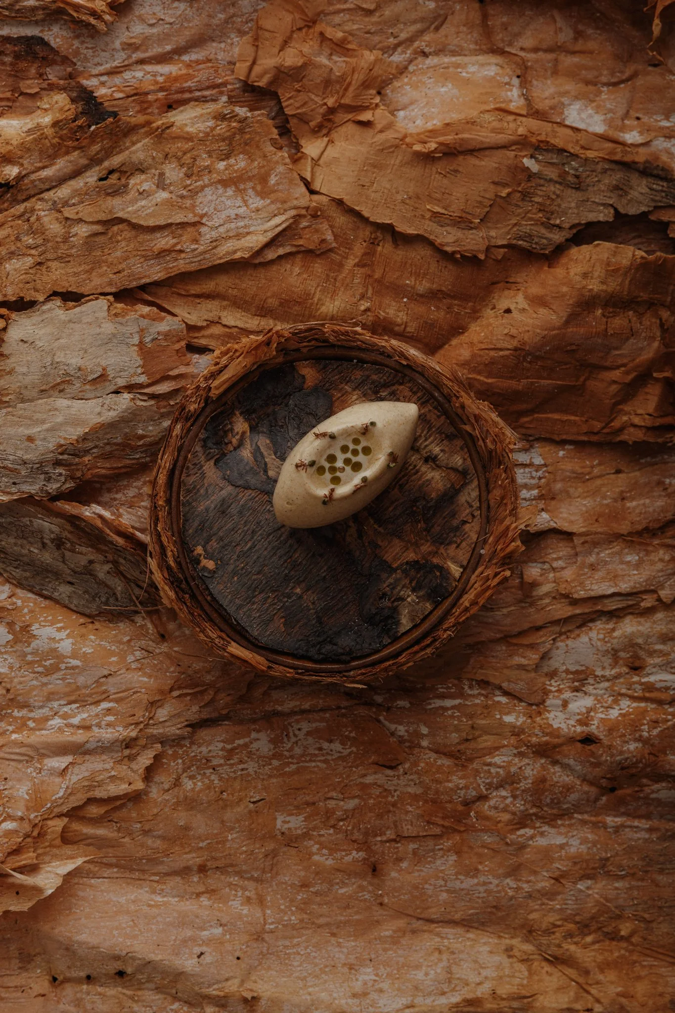 Close-up of a tree trunk with an embedded tree fungus and several ants crawling on it.