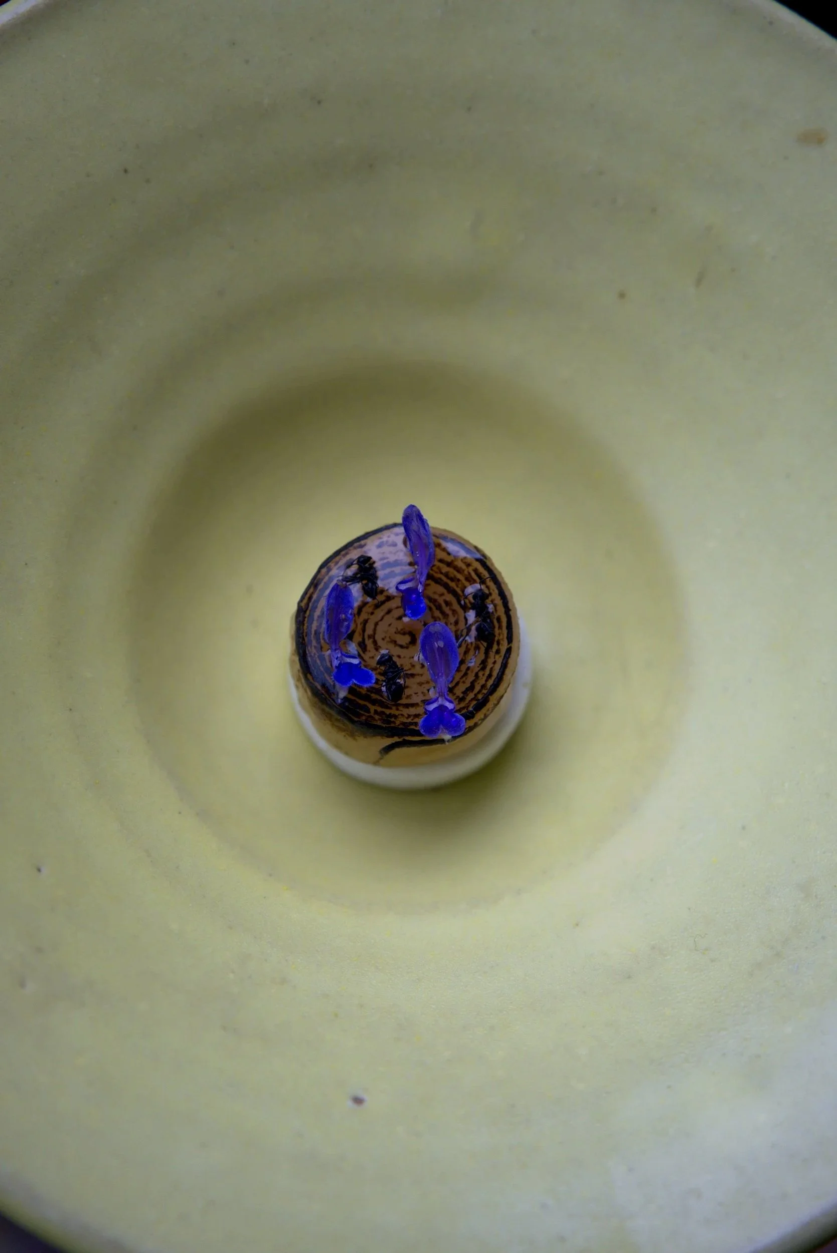 A top-down view of a small object with a spiral pattern on top and several tiny blue and black insects or particles adhering to it, set against a yellowish surface.