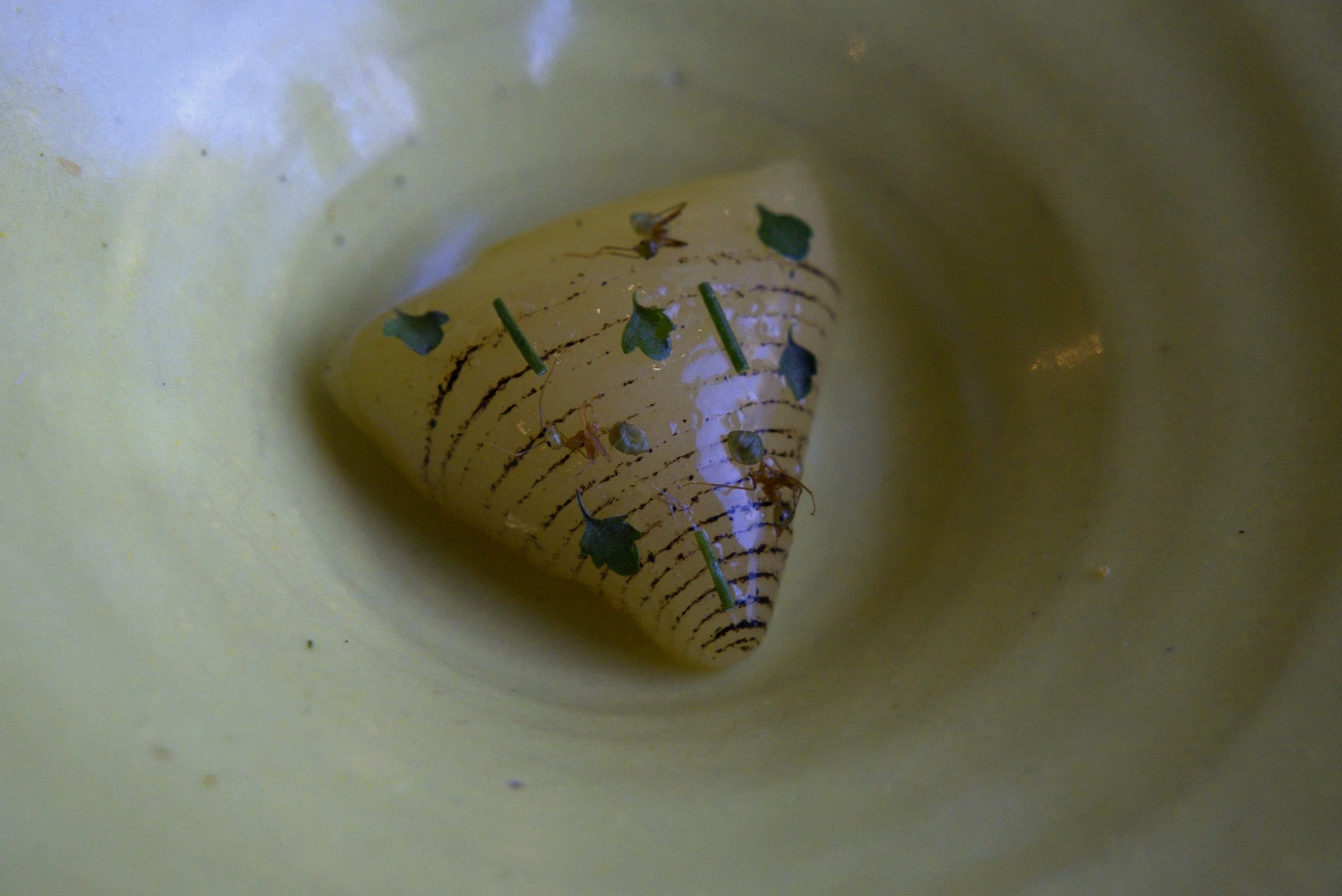 Close-up of a spiral shell with small green leaves and tiny insects inside, on a yellow surface.