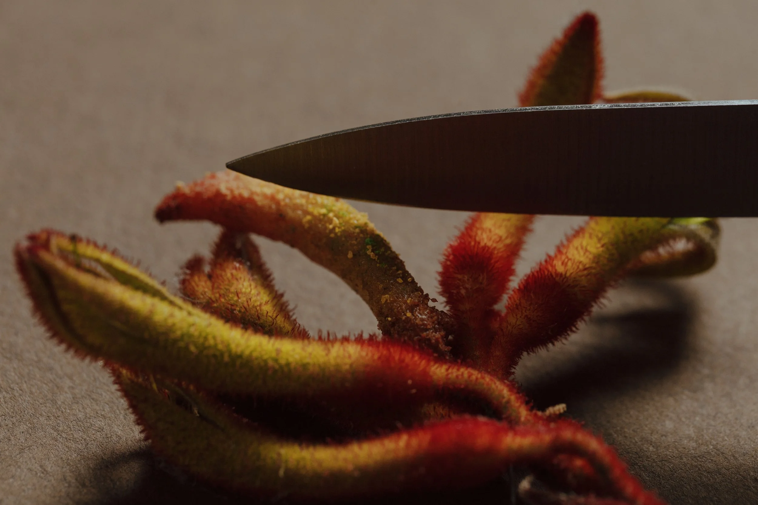 Close-up of a fork cutting through a young red and green plant sprout with fuzzy, hairy leaves on a neutral background.