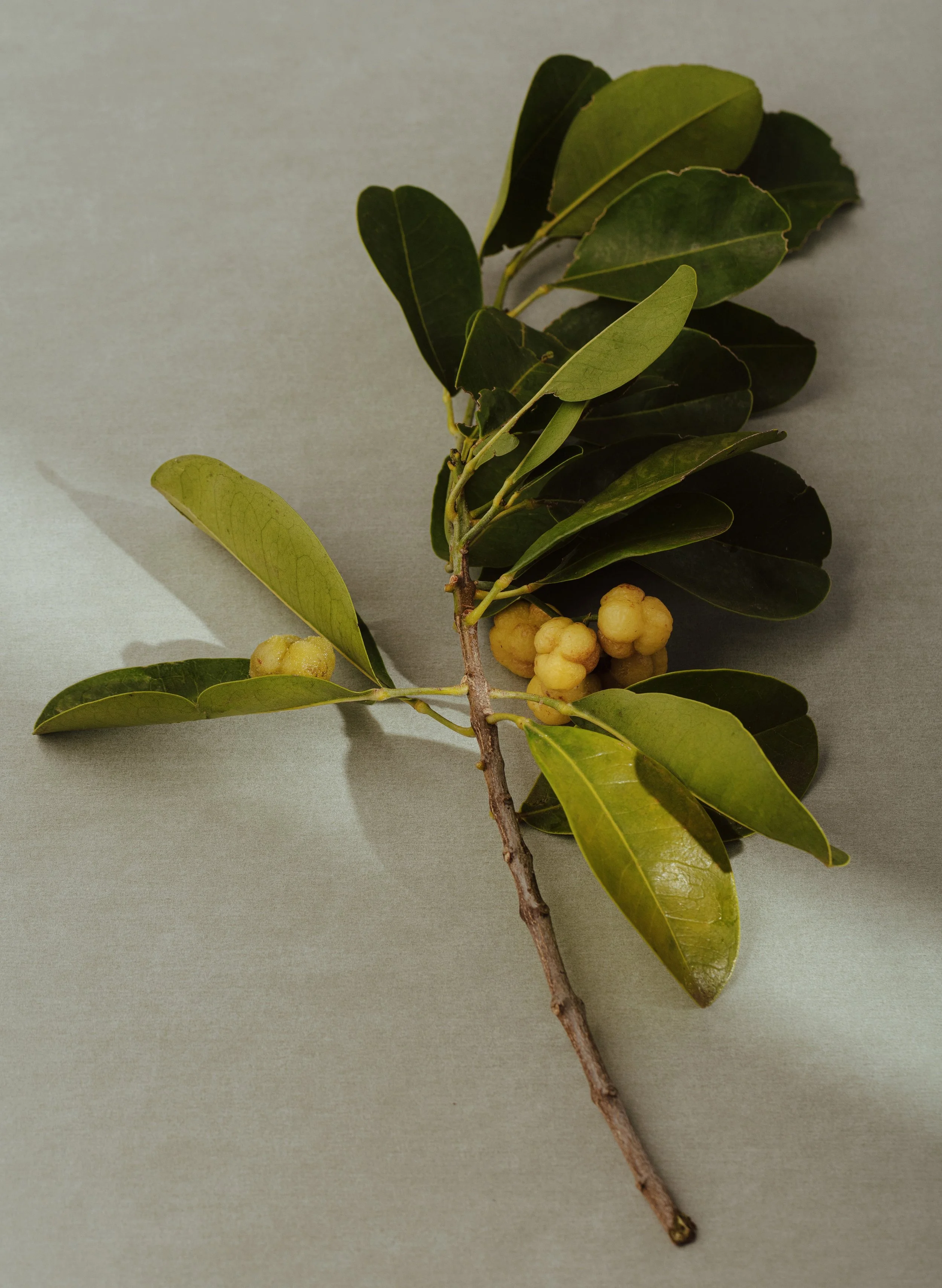 A branch with green leaves and small yellow berries against a light gray background.