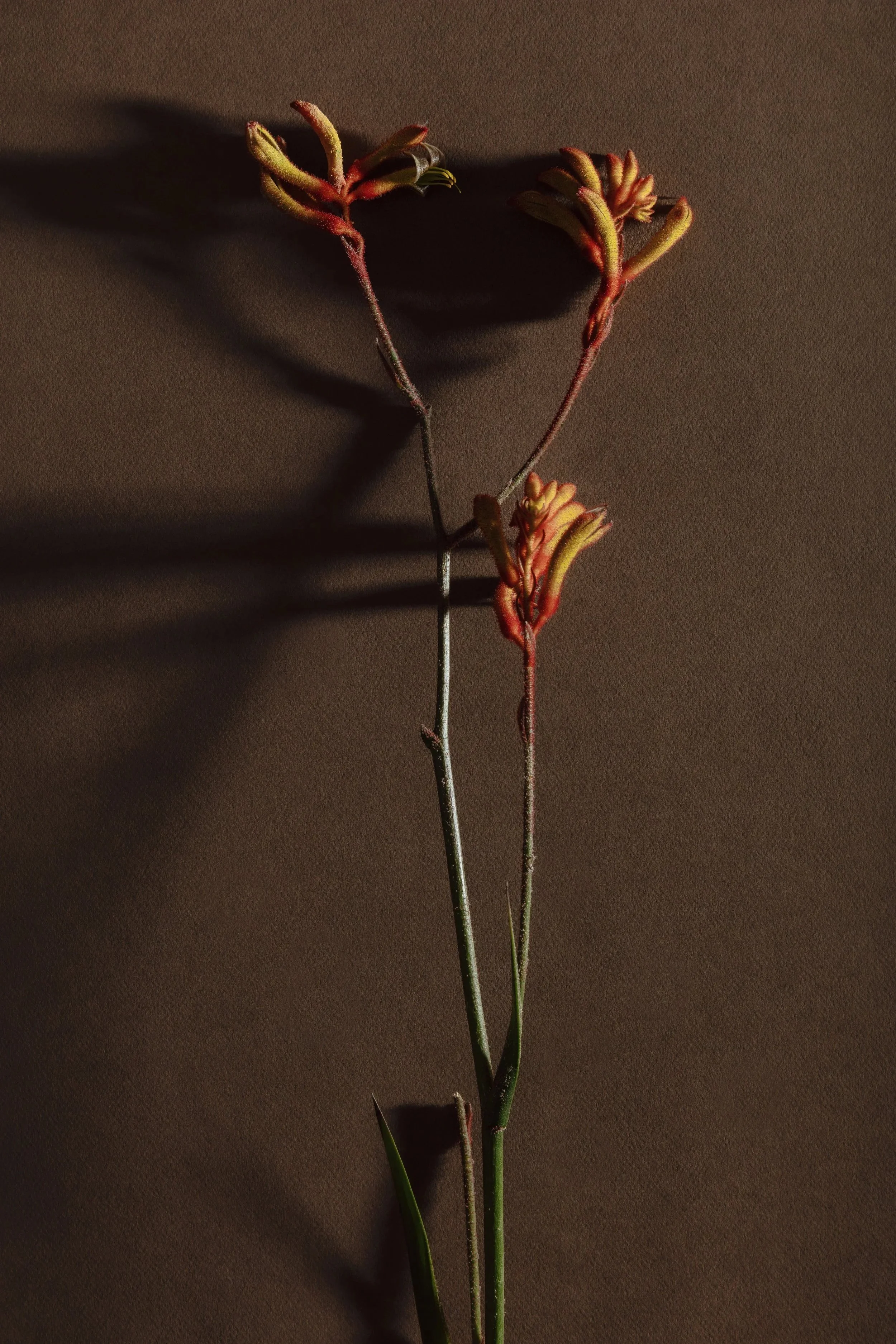 A small, delicate plant with reddish-green buds on thin stems, casting shadows on a plain, textured background.