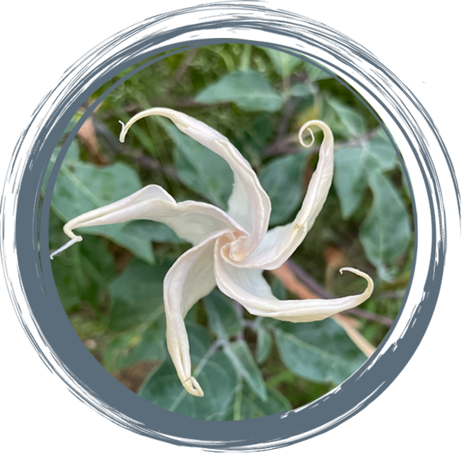 White flower with delicate curling petals surrounded by green foliage