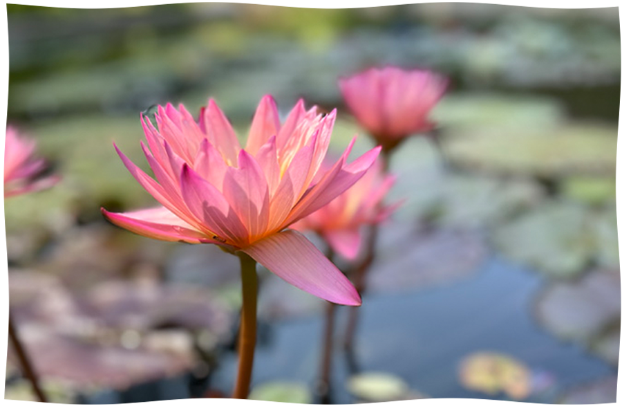 Pink water lily floating on calm water, representing reflection, healing, and growth