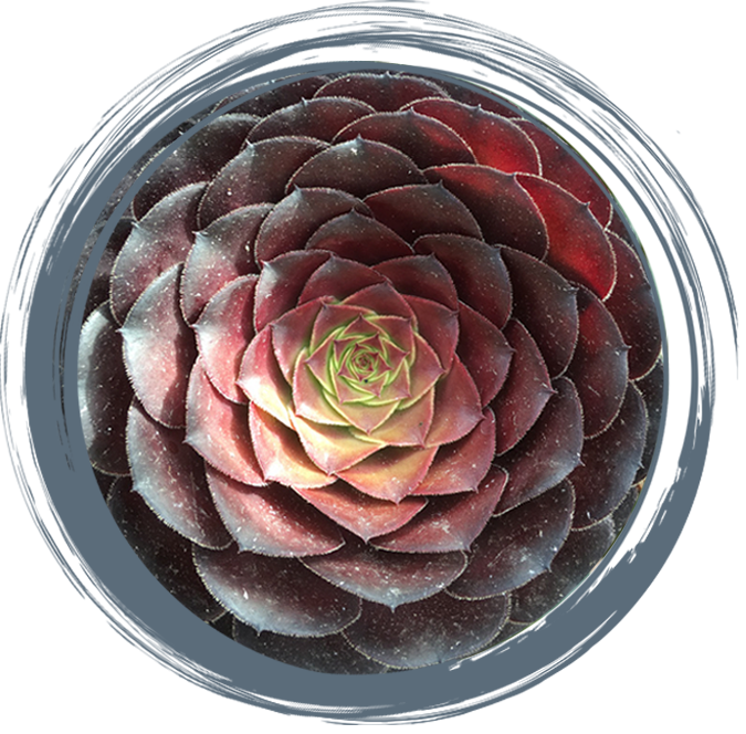 Rosette-shaped burgundy and green succulent representing growth, resilience, and renewal