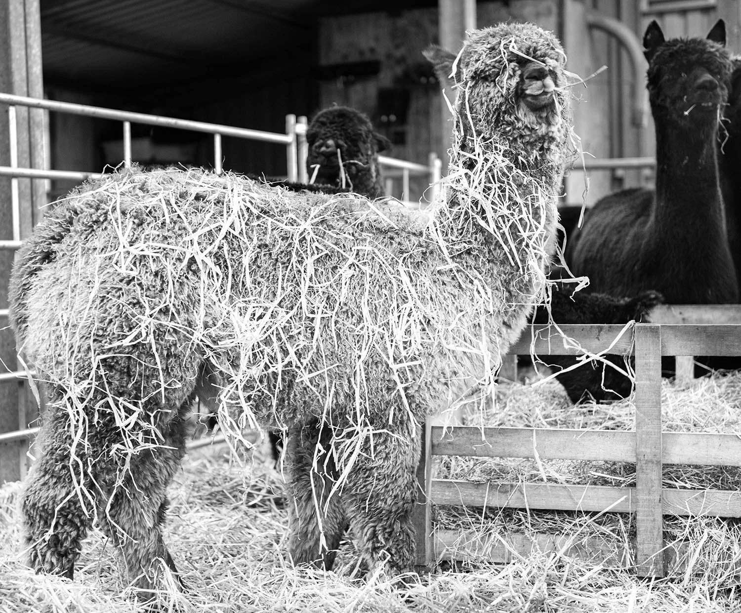 26 Inca Alpacas .jpg
