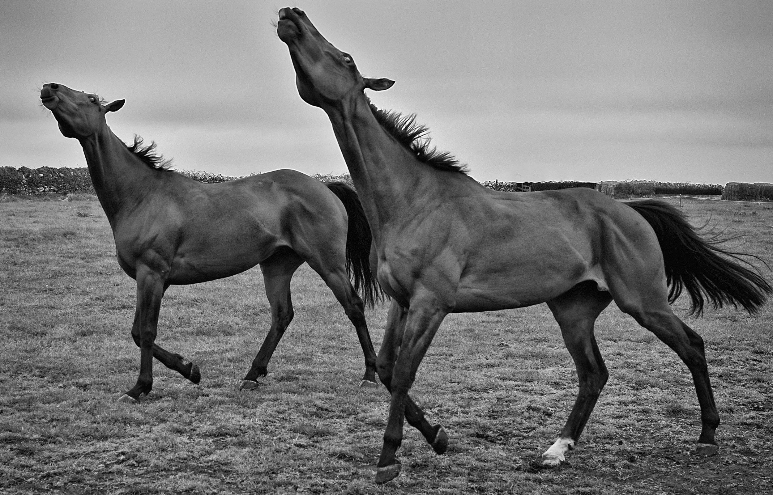 Racing Stables 30_080513_0020.jpg