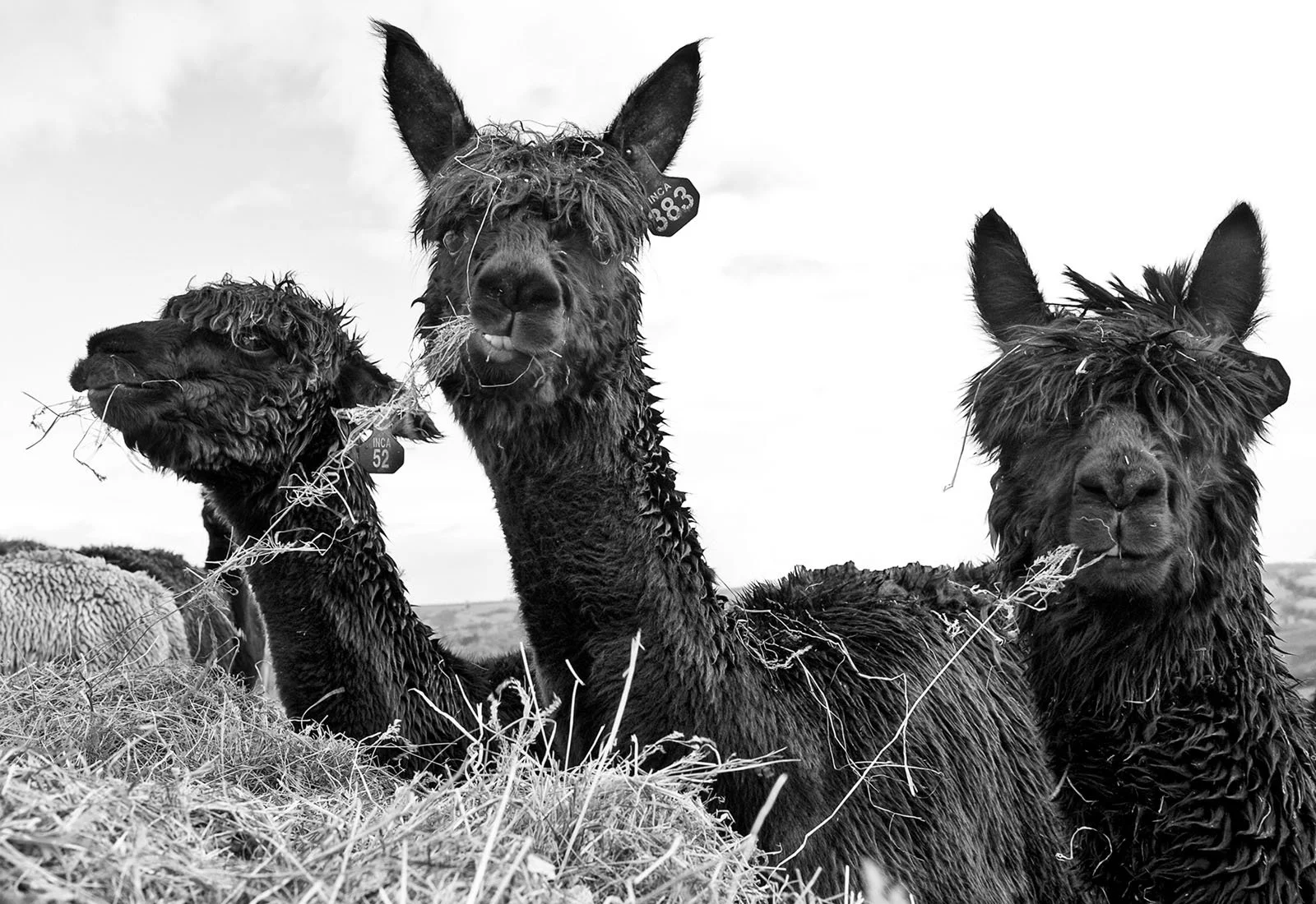4 Inca Alpacas .jpg
