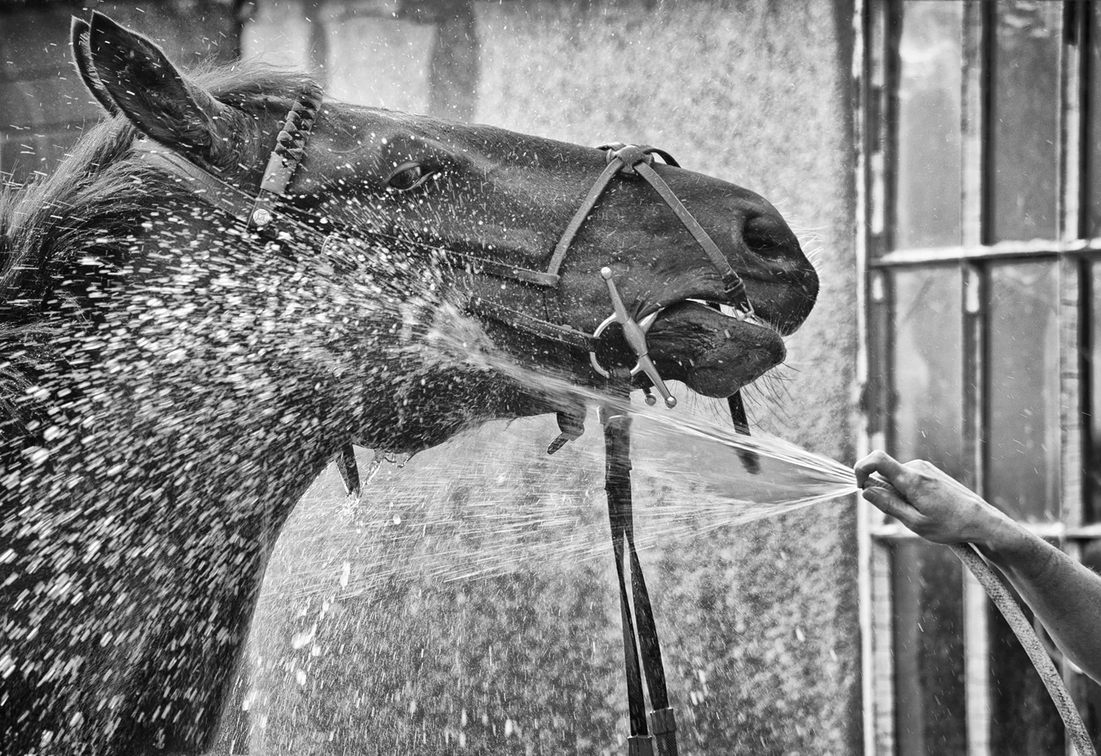 Racing Stables 12_waterweb.jpg