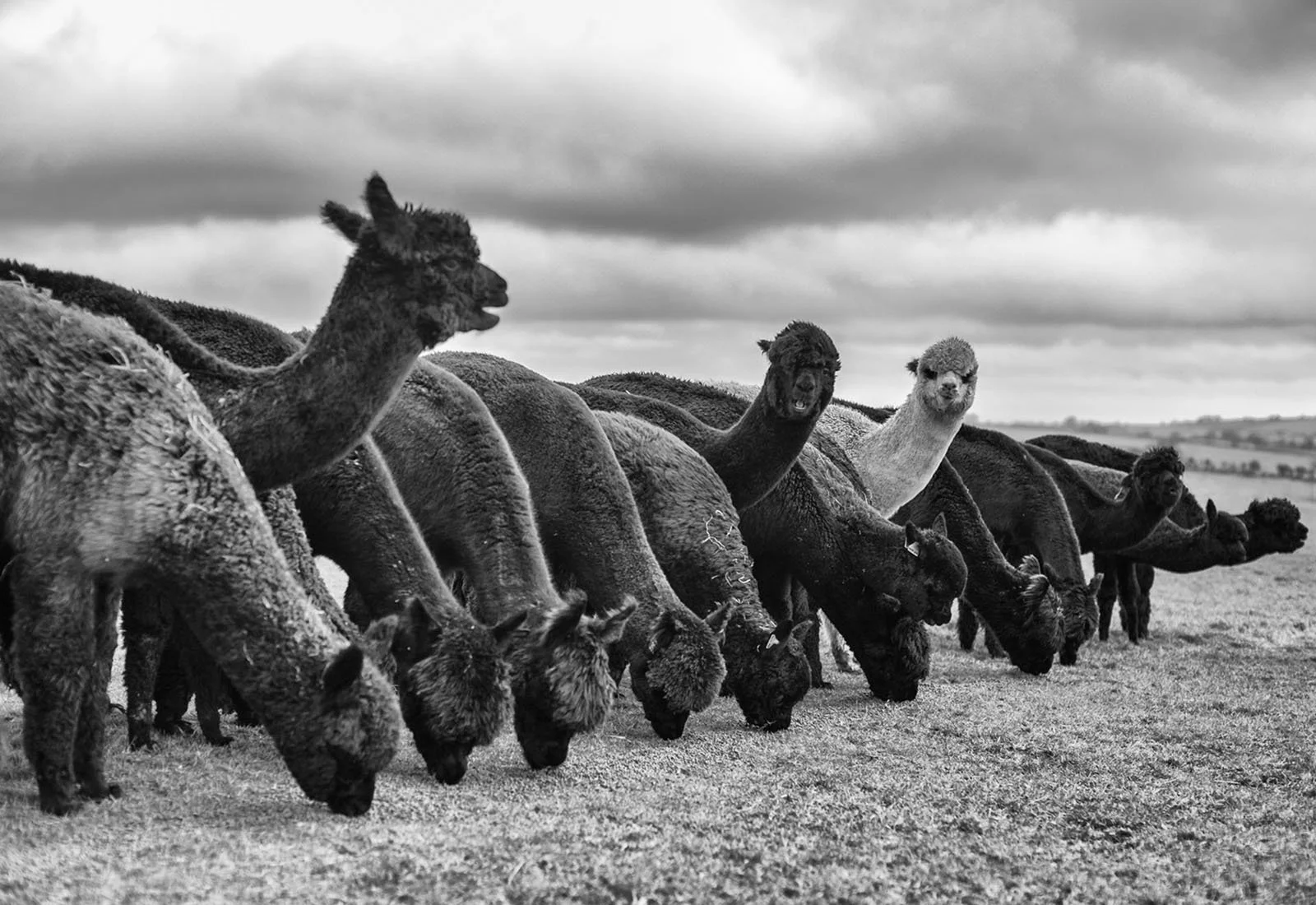 5 Inca Alpacas .jpg
