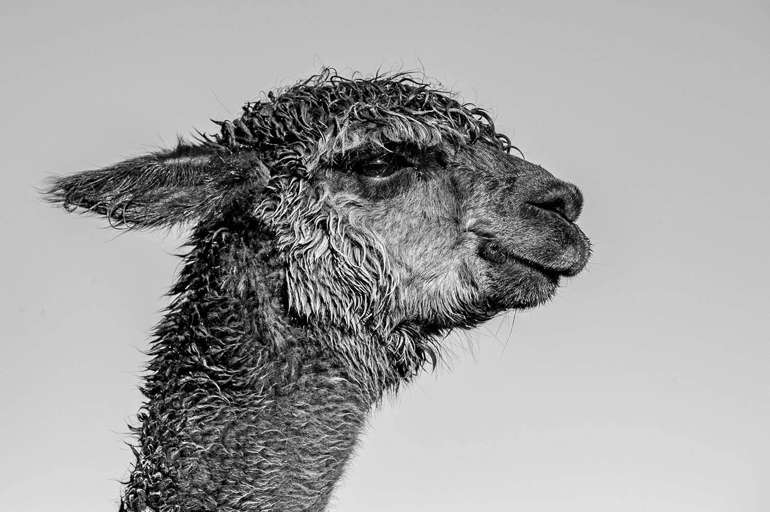 Happy Llama.jpg