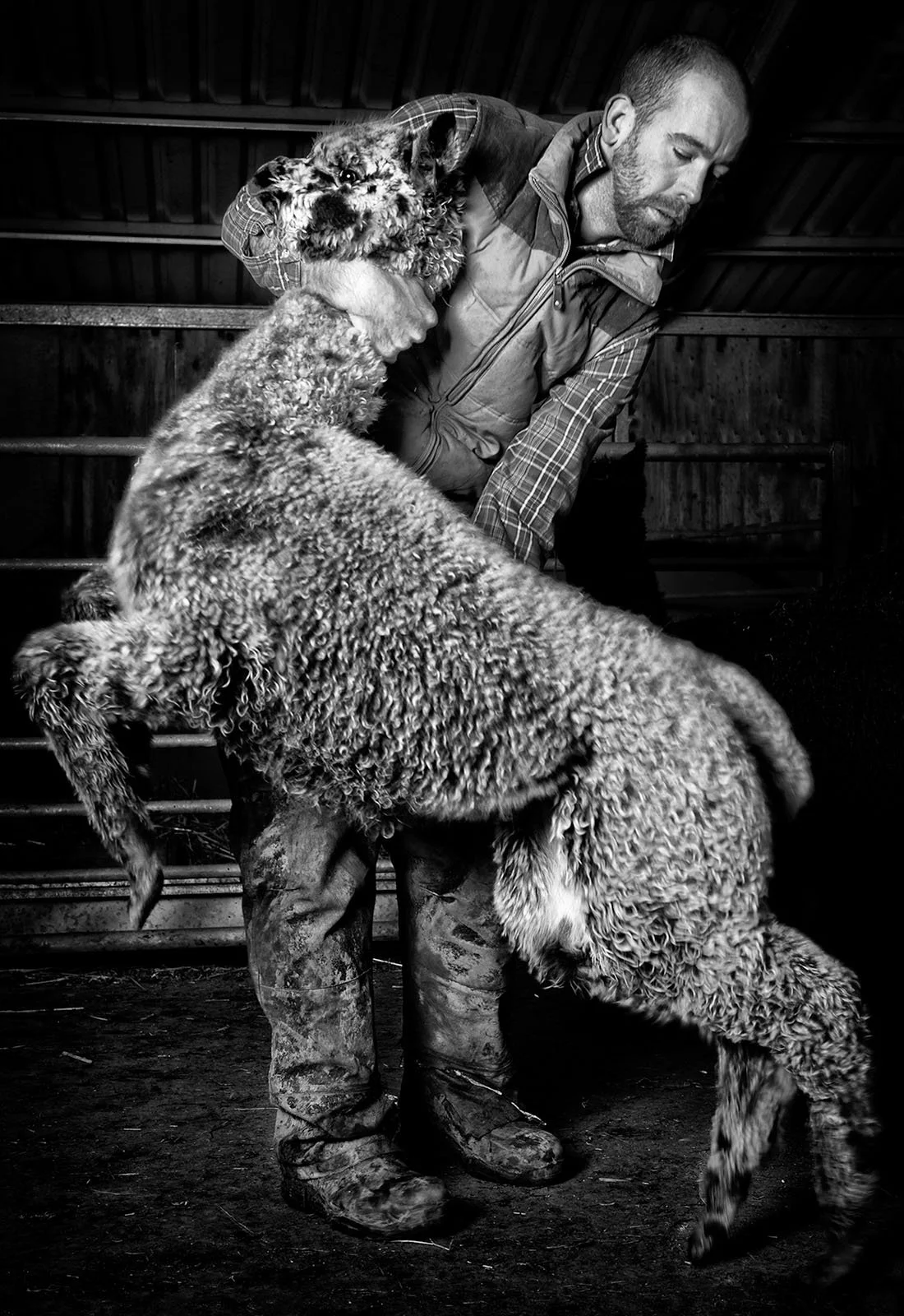 Martin Inca Alpacas .jpg