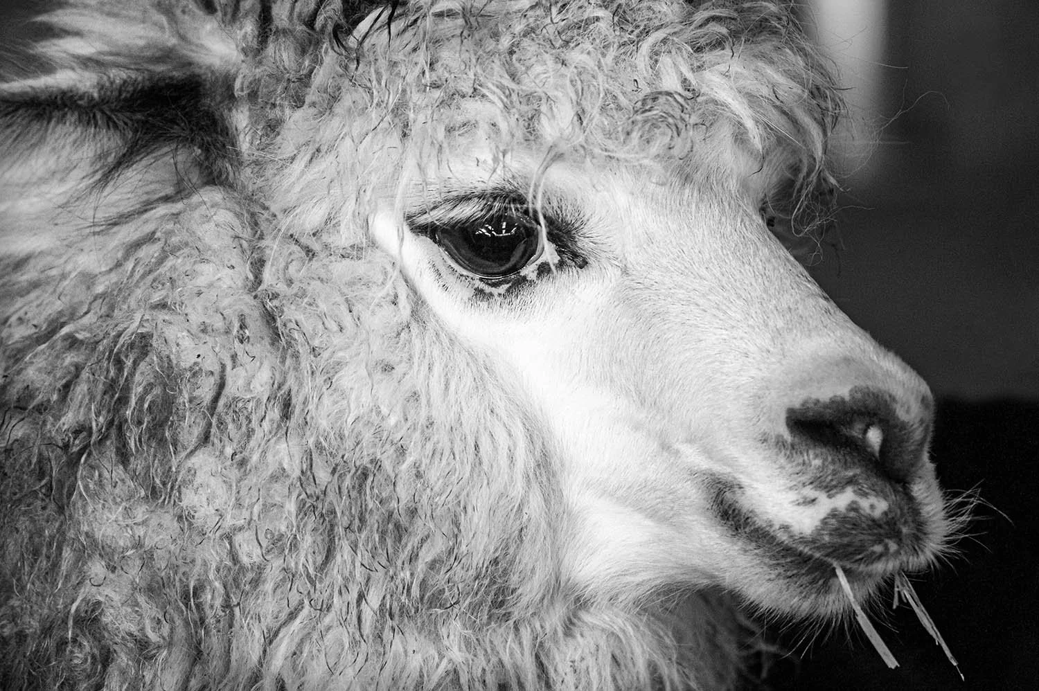 14 Inca Alpacas .jpg