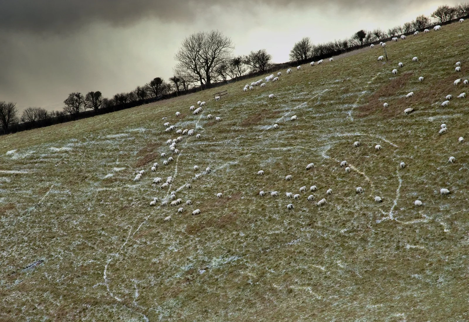 Cold Sheep, Dorset